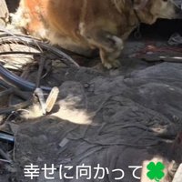 保護時の大型犬親子