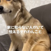 震える犬