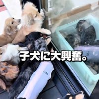 子犬に大興奮の小型犬