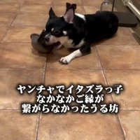 おもちゃで遊ぶ犬