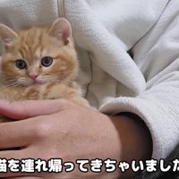 売れ残っていた子猫をお迎え