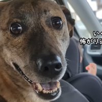 りゅうさんはビビりまくり！