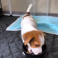 ごはんを食べる茶太郎くん2