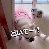 うどん君とあられちゃんの愉快なやり取り⑩