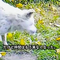 周りを見渡す犬