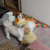 ぬいぐるみをくわえて歩く犬