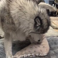 自分の体で赤ちゃんの進行方向を遮るオスの犬