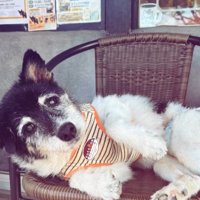 椅子に横たわるツナ君