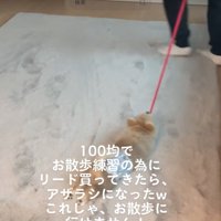 引きずられる犬4