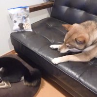 オヤツを食べるおはぎちゃん