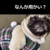 目を開ける犬