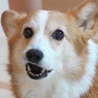 口元を歪めながらカメラを見つめる犬