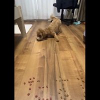 フードが飛んでくると