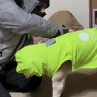 黄緑のカッパを着る柴犬