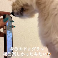 立つ犬