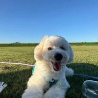 原っぱに横たわる犬