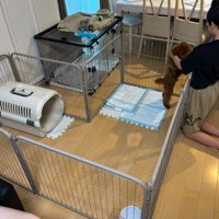 柵の中にいるトイプードル