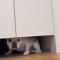 扉の下から飼い主を見つめる犬