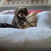 いぶかしげなペコちゃん