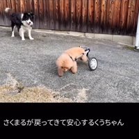 草むらを散策する犬