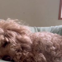 息を吹きかける飼い主さん