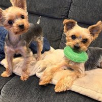 お風呂上がりの小型犬達