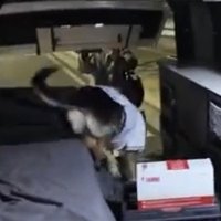 しっぽを振って近づく犬