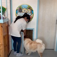 帰っていく犬