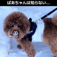 いっきゅう君がこっそり愛用