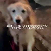 その場で健気に静止