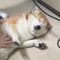 女性の獣医にお腹を撫でられて目を細める犬
