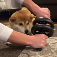 筋トレ中のお兄ちゃんとこじろー君8