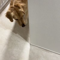 廊下の角から顔を出す犬