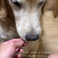 オヤツを食べたロイくん