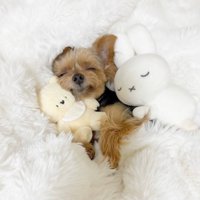 ぬいぐるみを抱っこしてすやすや…♪