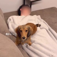 パパとママに寄り添うビッシュちゃん2