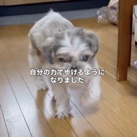 自力で歩けるまでに回復