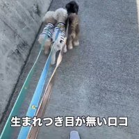 同居犬に挟まれてる♡