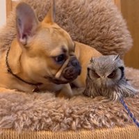 顔を上げるはっさくくん