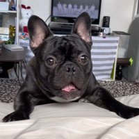 ワンが言えない秀吉くん2