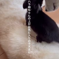 姉犬の体の上で遊ぶ♪