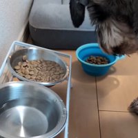ご飯を食べないルアナちゃん