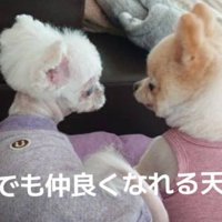 わんこたちとは打ち解けた
