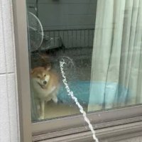 柴犬