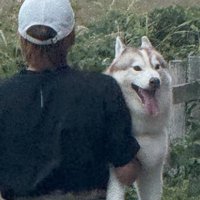抱っこで運ばれる犬