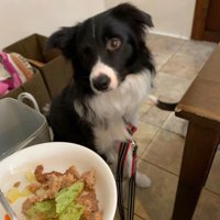 ペットホテルに居候していたワンコ6