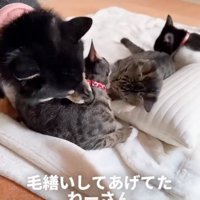 毛繕いする犬