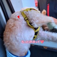 スタッフさんに撫でてもらう犬5