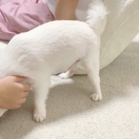 お姉ちゃんと喧嘩した時のコハクくん4