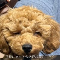 ふわふわのテラちゃん